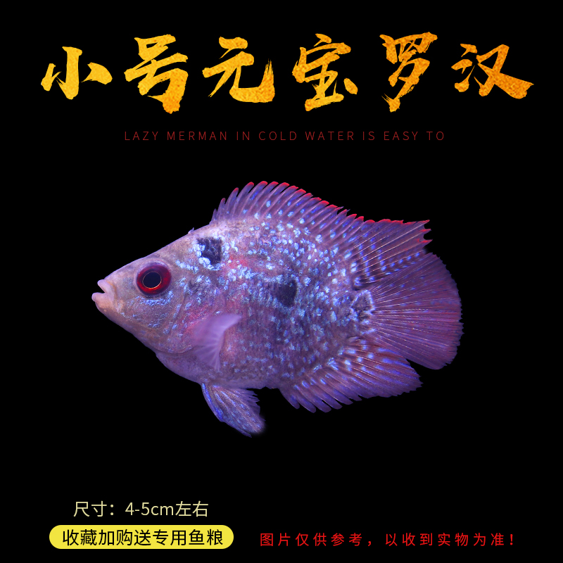 热带观赏鱼麒麟鱼鹦鹉鱼鱼麒麟罗汉血鹦鹉元宝罗汉宠物活体鱼 小号