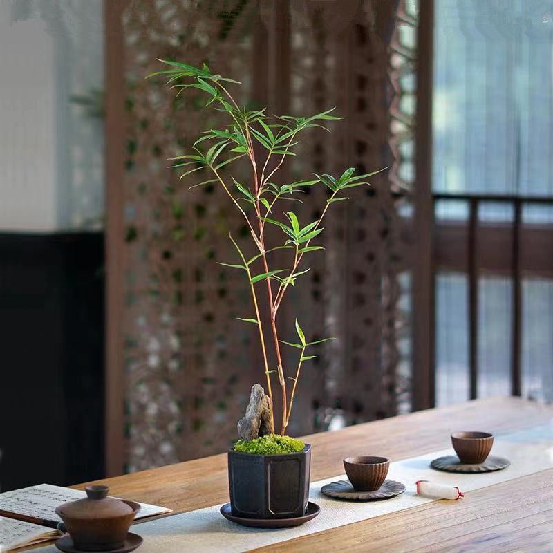 红观音竹盆景桌面绿植书房茶桌阳台小盆栽室内庭院装饰红寒竹米竹 红