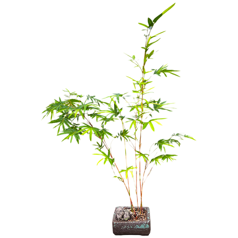 華香蘭藝華香園紅觀音竹內(nèi)門紫紅寒文米竹子苗盆栽景素材耐陰書房室內(nèi)綠植 苔蘚球紅觀音竹3-4桿原盆