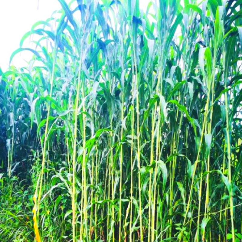 好客花乡甜高梁种子饲用甜高粱牧草种多年生畜牧养殖四季再生甜高粱杆