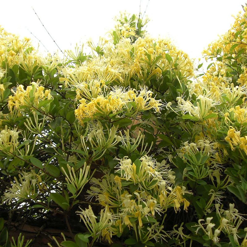树苗庭院阳台爬藤植物藤蔓花卉鸳鸯藤当年开花 金银花黄色【5年苗】