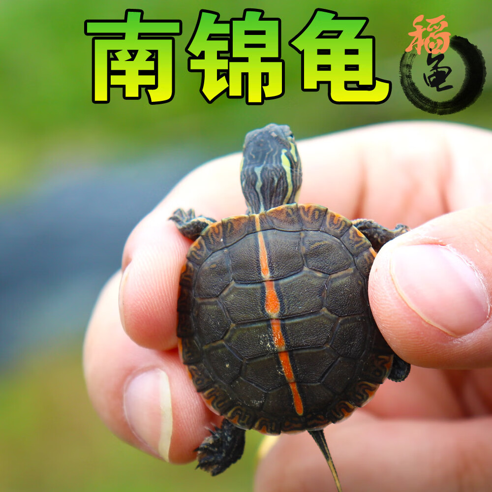 南部锦龟活体南锦乌龟深水龟锦龟观赏龟宠物龟玩具东锦西锦外塘活 3-4