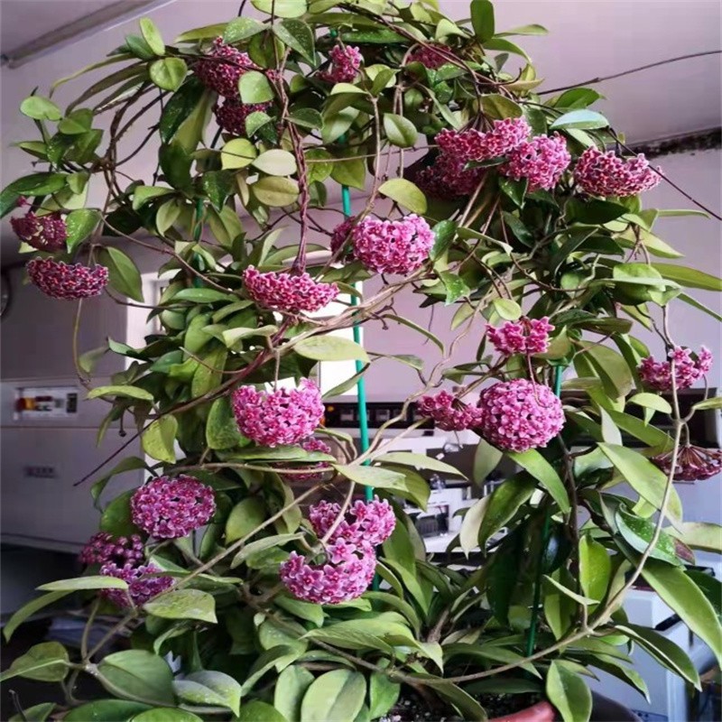 爬藤吊兰盆栽绿叶花心球兰苗垂吊攀援花卉观赏植物阳台 球兰【淡紫】