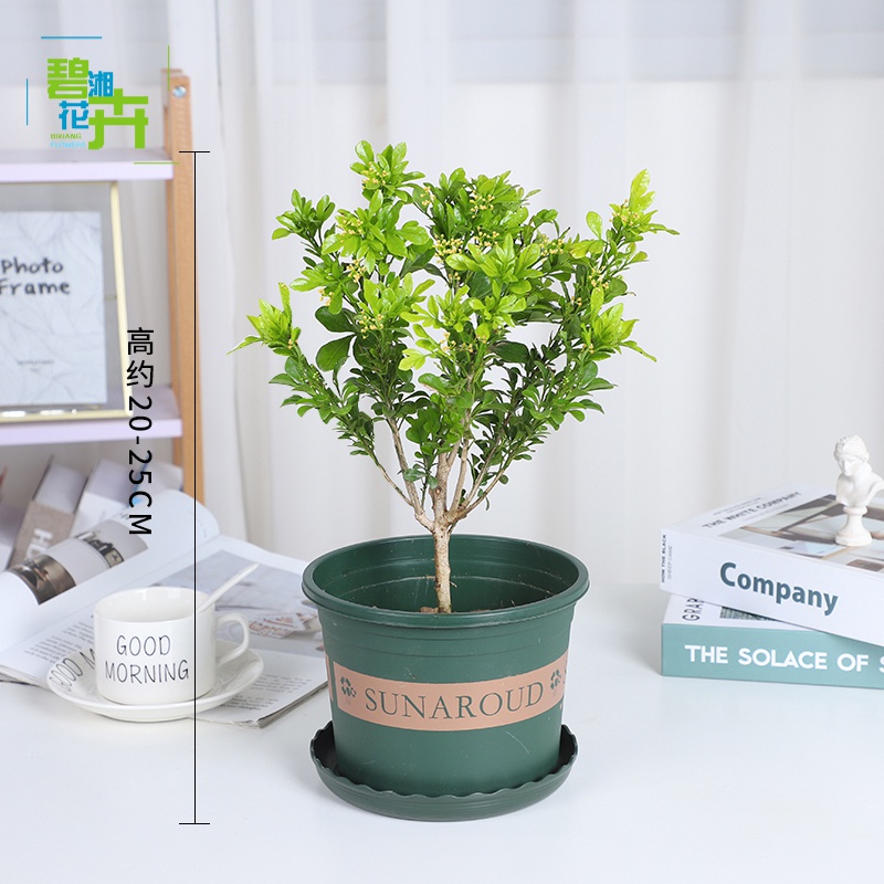 浓香型室内花卉植物 四季开花老桩庭院大棵独杆带花苞 米兰3年苗当年