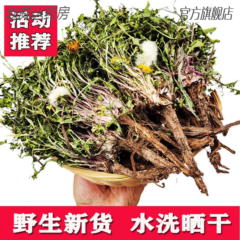 蒲公英茶天然散结带根儿新鲜整棵 晒前洗【带根精品】蒲公英250g