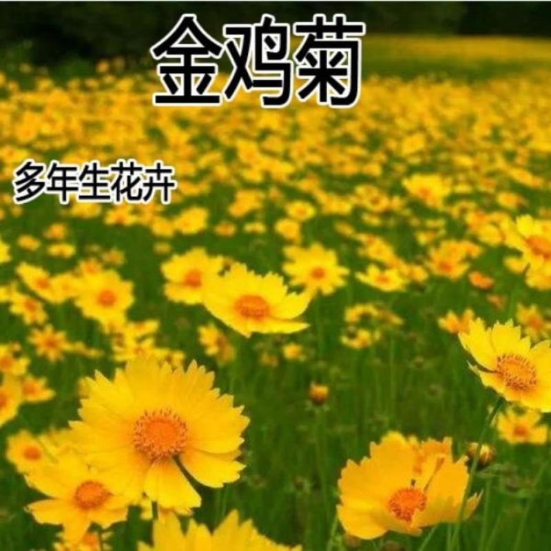 多年生宿根花卉四季易种花室外庭院阳台盆栽花种子开花不断 夕树花晨