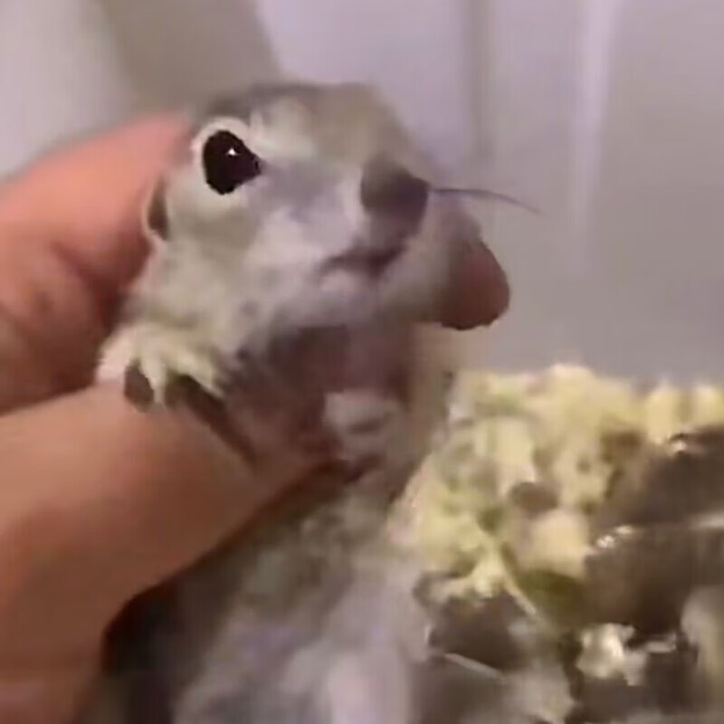 土拨鼠活物 网红国产迷你版土拨鼠宠物宠物桌面小宠物体活物萌宠 迷你