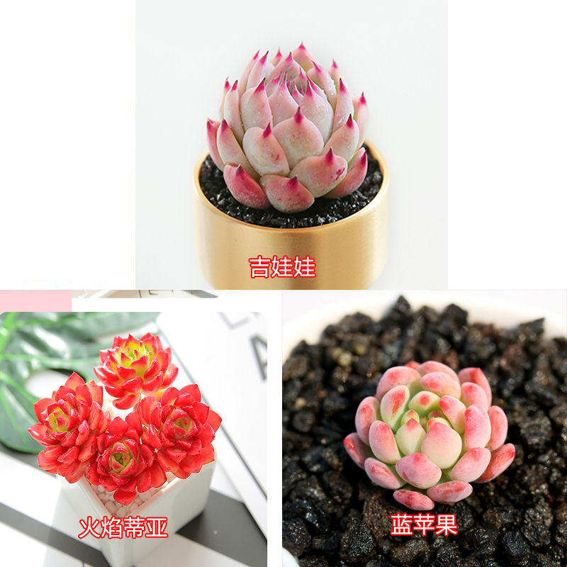 玉露生 相关京东优惠商品 2 价格图片品牌优惠券 虎窝购