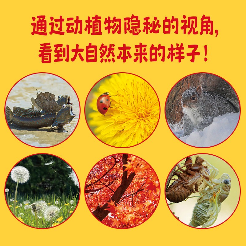 科学的种子：夏天的歌3-8岁儿童百科认识科学概念 养成科学思维 激发科学探索欲详情图