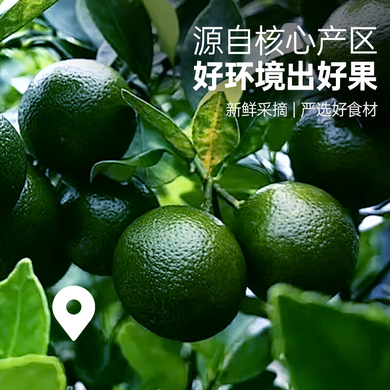 宁安堡金银花三伏天养生茶 陈皮四季常备枸杞菊花茶 陈皮70克*3罐