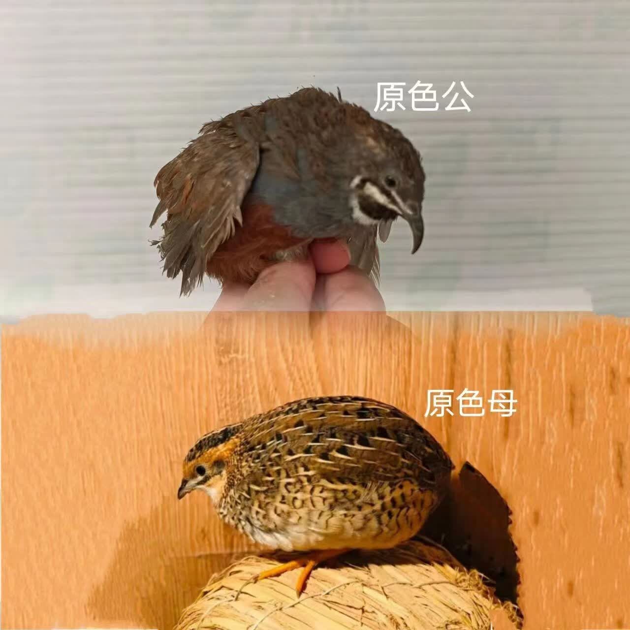芦丁鸡活体 芦丁鸡宠物鸡卢丁鸡活物全色系颜色变异观赏健康包活 随机