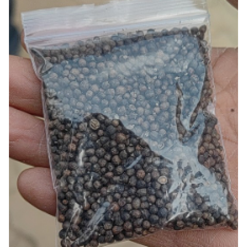 禾之润宝塔菜种子地牯牛种苗甘露子根苗螺丝菜种苗地蚕蔬菜种子盆栽