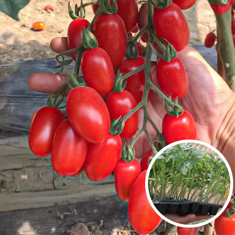 大禹 盆栽番茄苗水果小西红柿矮生树苗四季小柿子观赏阳台 红美玉圣女
