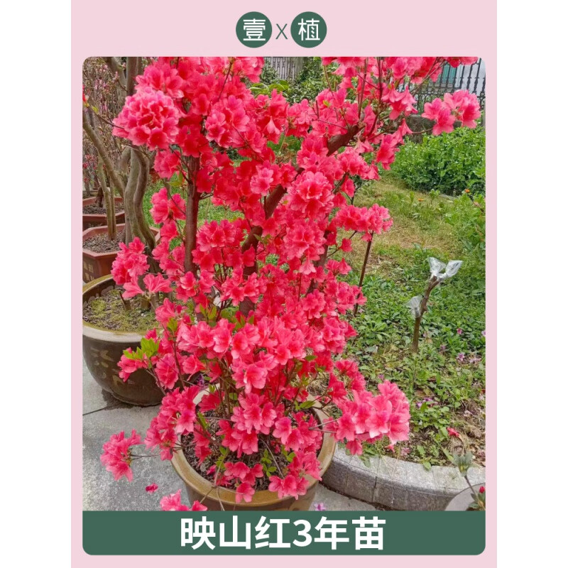 clcey双季映山红树苗当年开花毛杜鹃花苗南方北方种植抗寒抗冻映山红