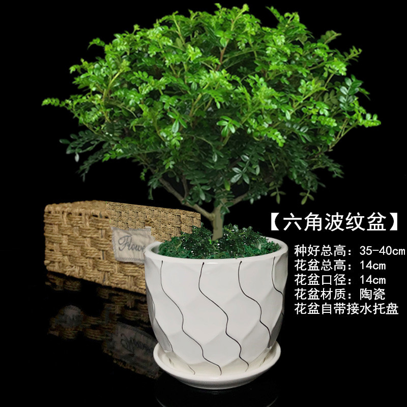 清香型胡椒木【六角波纹盆 含盆