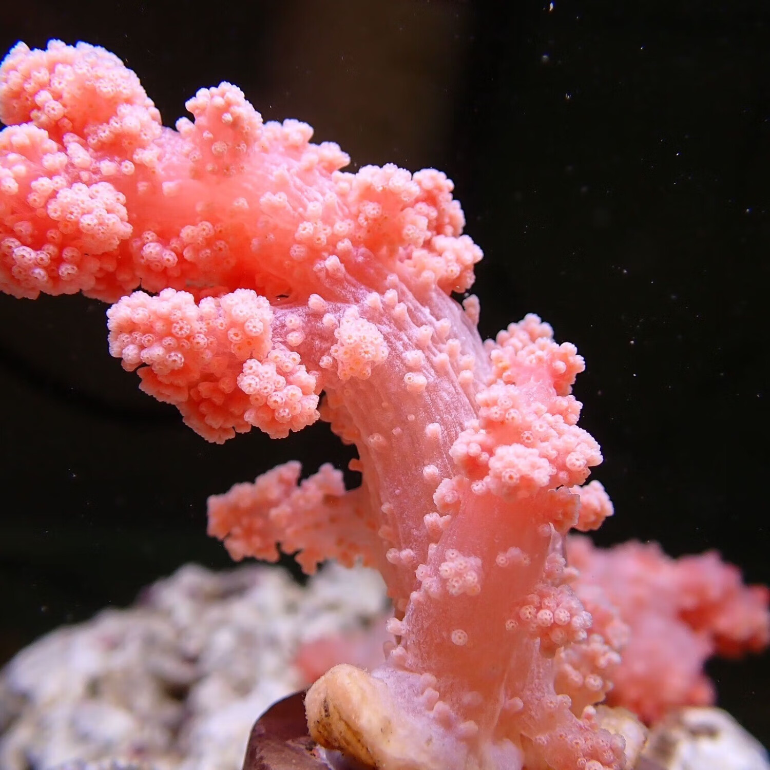 红水桃花软体珊瑚海鸡冠lps海水生物活体小丑鱼活体珊瑚水桃花lps 水