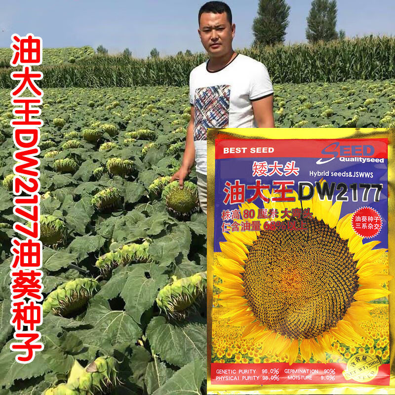 花俊优品矮大头667油葵种子榨油向日葵子矮大头矮杆葵花籽高产高油