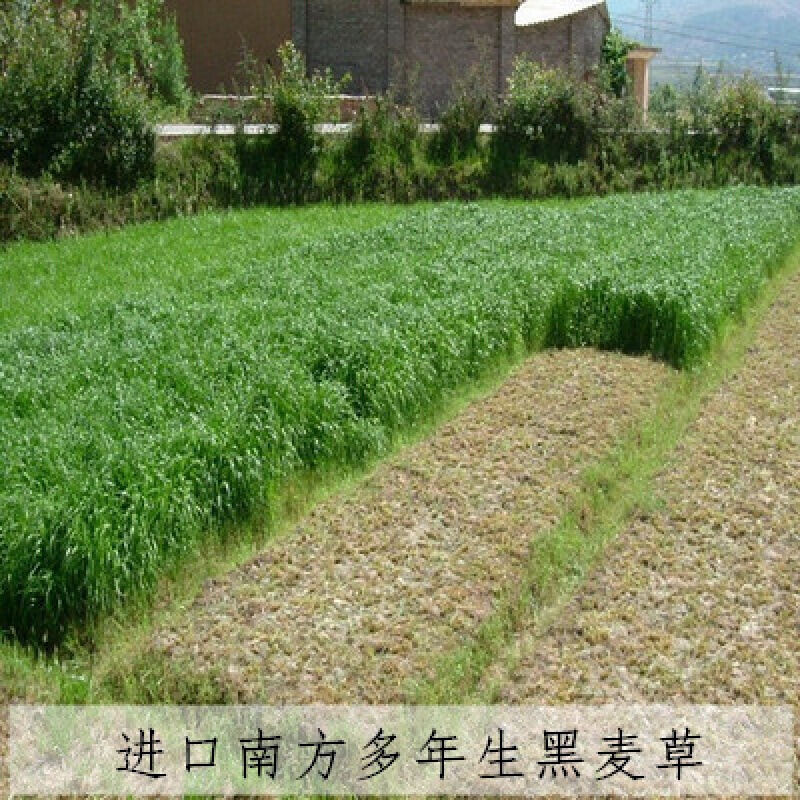 ����������ֳ�ļ���������������Ѹߵ��ݼ�Ѽ����ţ�����������׿�� �����������/��ļ���ֲ��