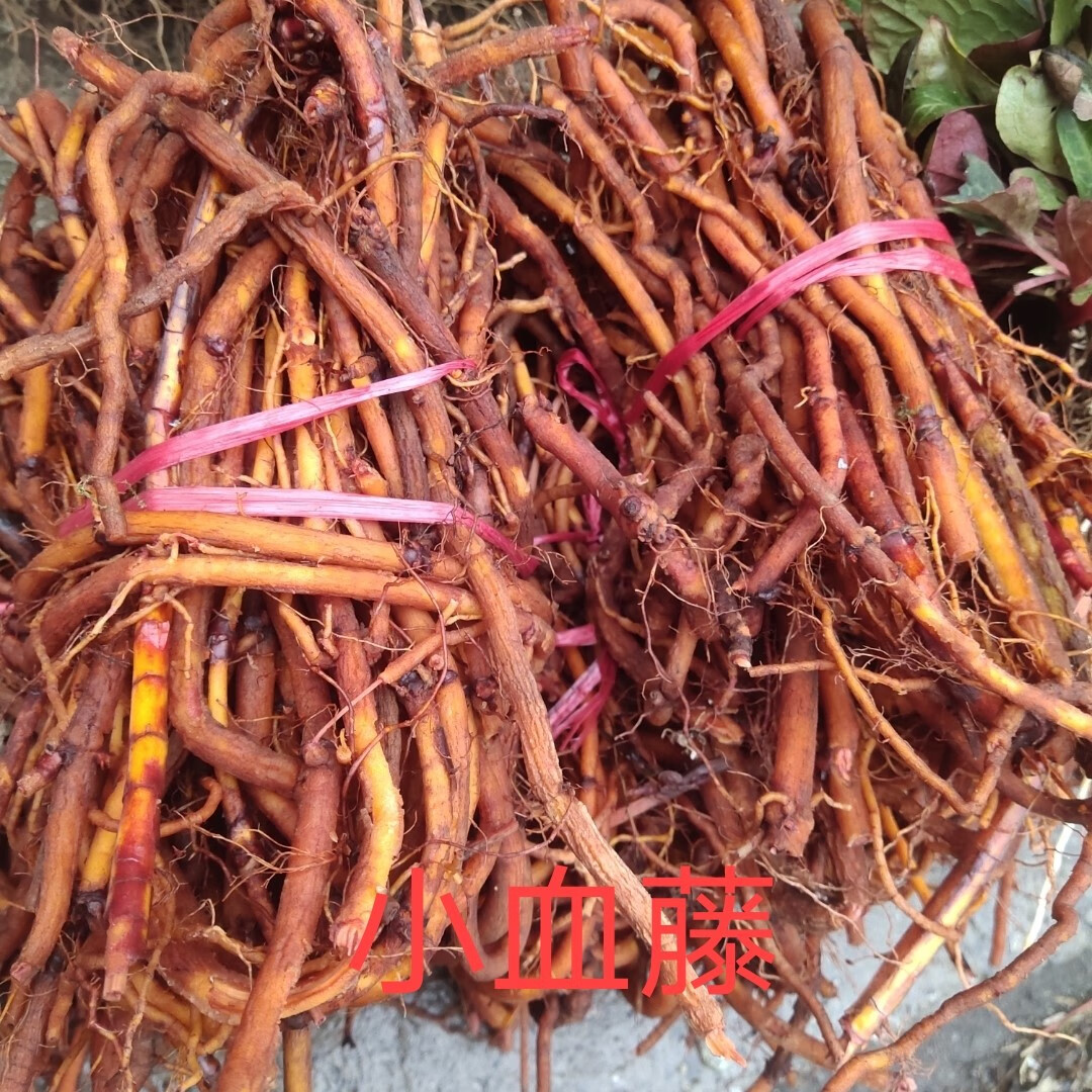 茜草贵州小血藤中药材新鲜草药茜草血见愁破血草红内消 茜草小血藤
