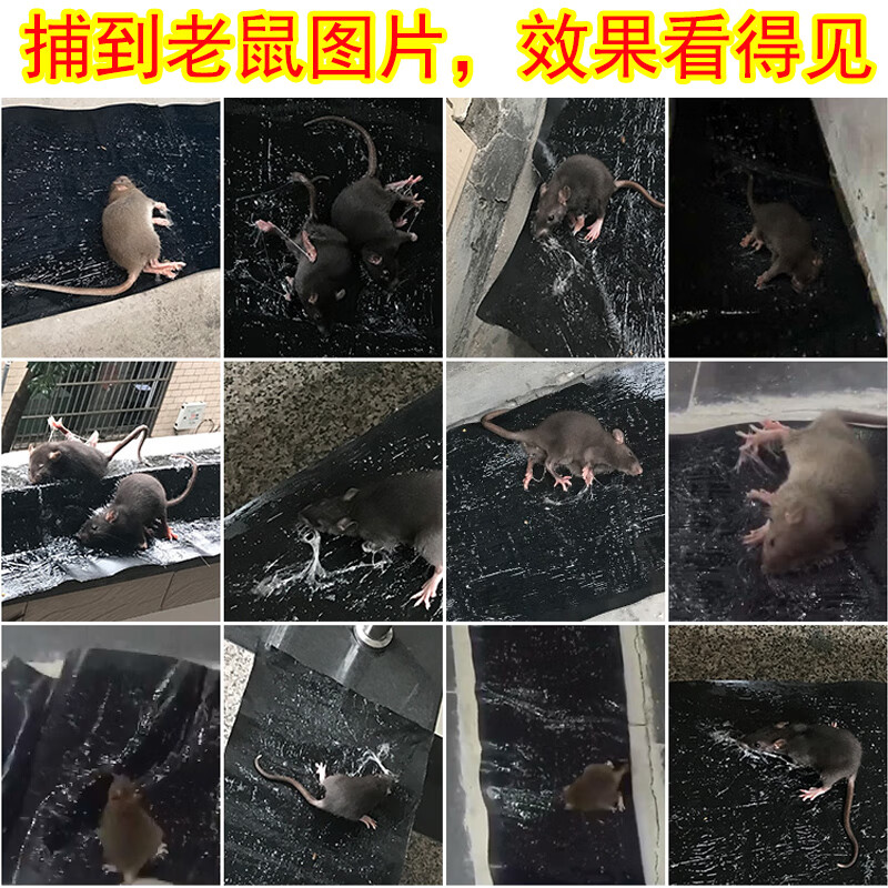皇猫老鼠贴粘鼠板4张装灭鼠神器黏鼠板粘鼠毯驱鼠器老鼠夹捉耗子鼠器 4张装