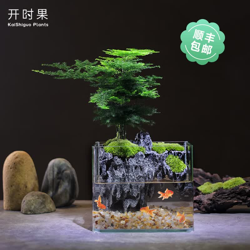 开时果鱼缸盆景创意植物微景观（栽好发货）绿植造景盆栽客厅摆件可养鱼属于什么档次？