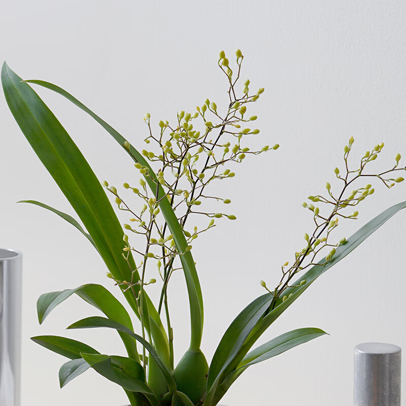 约巢约巢撒哈拉植物工作室粉色梦香文心兰淡淡香味持久芬香耐养开花盆