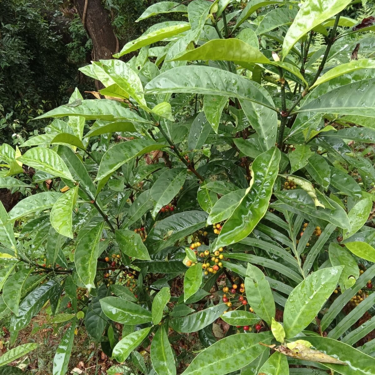 野生新鲜山大颜九节木山大刀刀枪木大罗伞火筒树广西中草药材现采 500