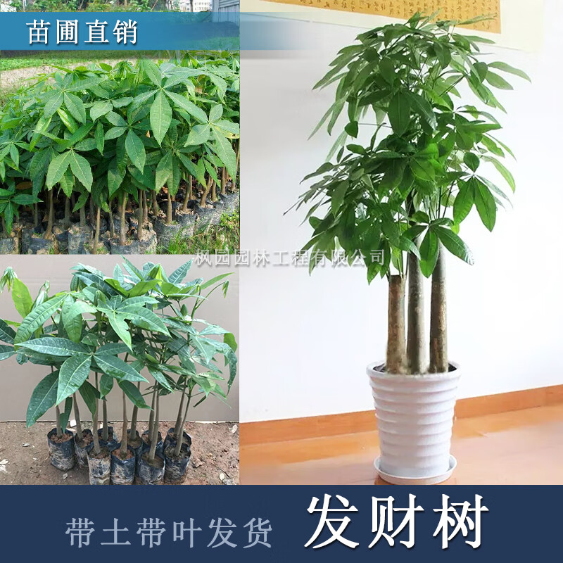 发财树苗30-40cm 不含盆