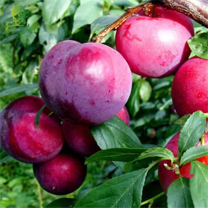 李子树苗 嫁接李子苗 盆栽地栽当年结果嫁接大果耐耐旱 南北方种植