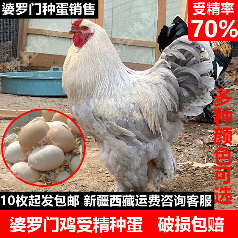 瑾伦巨型婆罗门鸡受精种蛋可孵化纯种梵天鸡种蛋大型观赏宠物鸡受精蛋