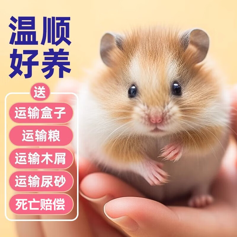 CRAZY PLANT仓鼠活体宠物金丝熊三线布丁奶茶沙鼠活物大只仓鼠公母情侣一对 三线情侣一对高性价比高么？