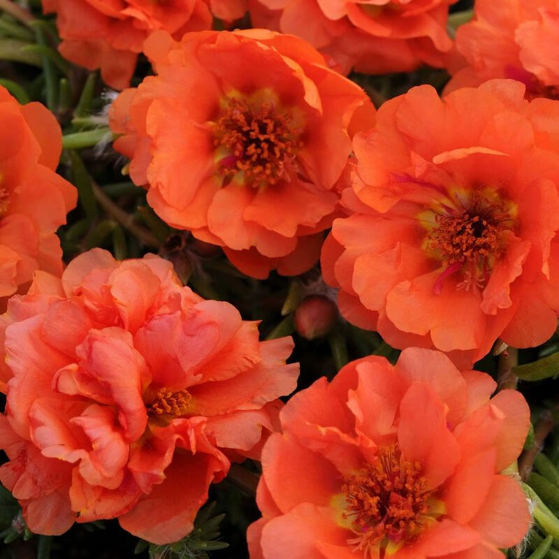 进口垂吊太阳花种子轻歌蔓舞大花马齿苋春季易种室内阳台花卉花籽 垂