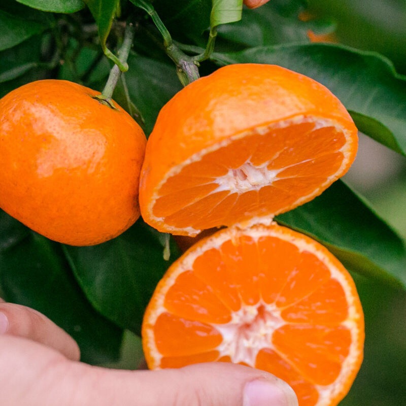 广西桂林砂糖橘 新鲜当季砂糖桔蜜橘水果 纯甜皮薄小橘子 净重5.5斤