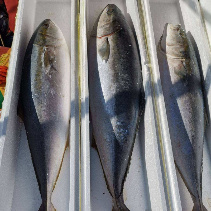 伯贤 新鲜黄金鲅鱼深海黄尾鰤新鲜海鲜水产礼盒装 12-13斤 【切断