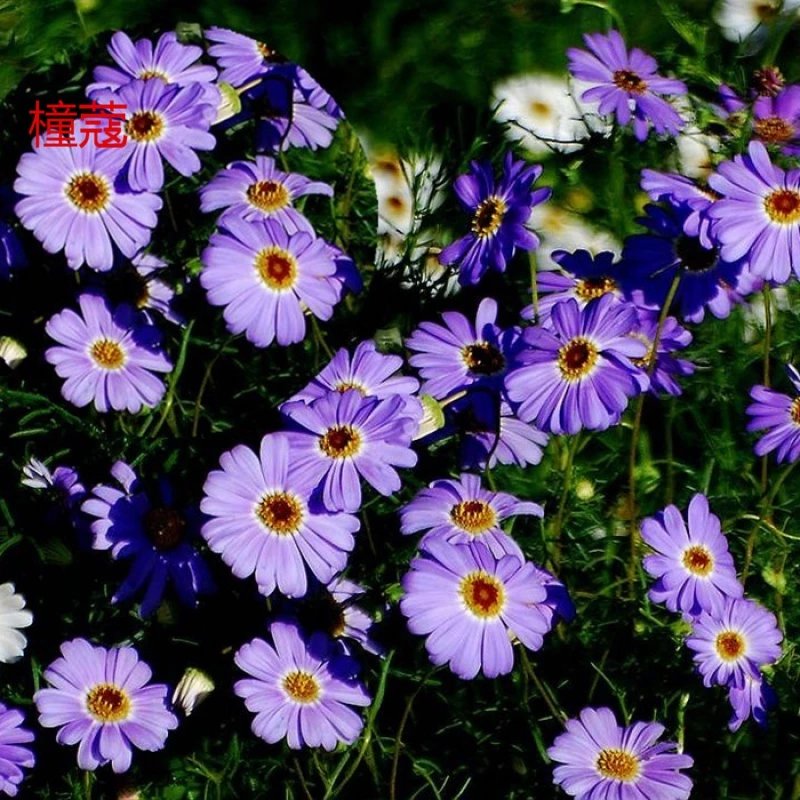 菊种子菊花种子阳台盆栽室内易种庭院观花景观花草植物花种子 五色菊