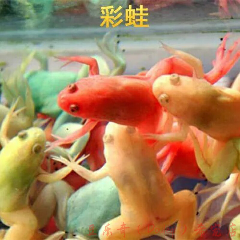 观赏蛙 宠物蛙 活体彩 蛙金 蛙龙鱼饲料淡水好养五彩蛙冷水彩青蛙 彩