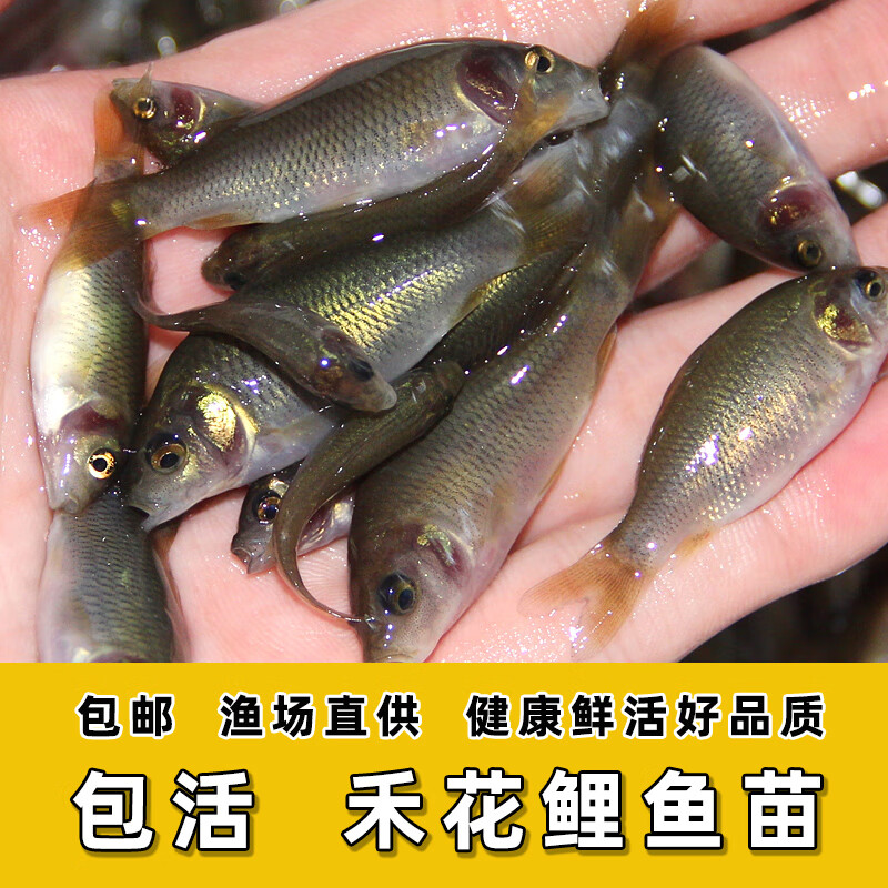 暮秋小主禾花鲤苗禾花鱼鲤鱼苗淡水养殖食用稻田鱼草鱼青鱼鲫鱼鲢鱼