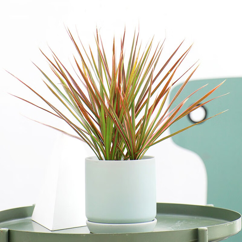 only you【两小时达】常春藤发财树吊兰盆栽室内绿植桌面室内开业乔迁