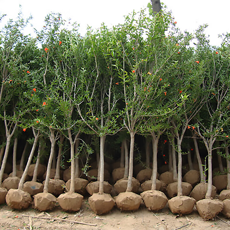 软籽石榴树树苗盆景大树南北方当年结果果苗 突尼斯3公分土球发货