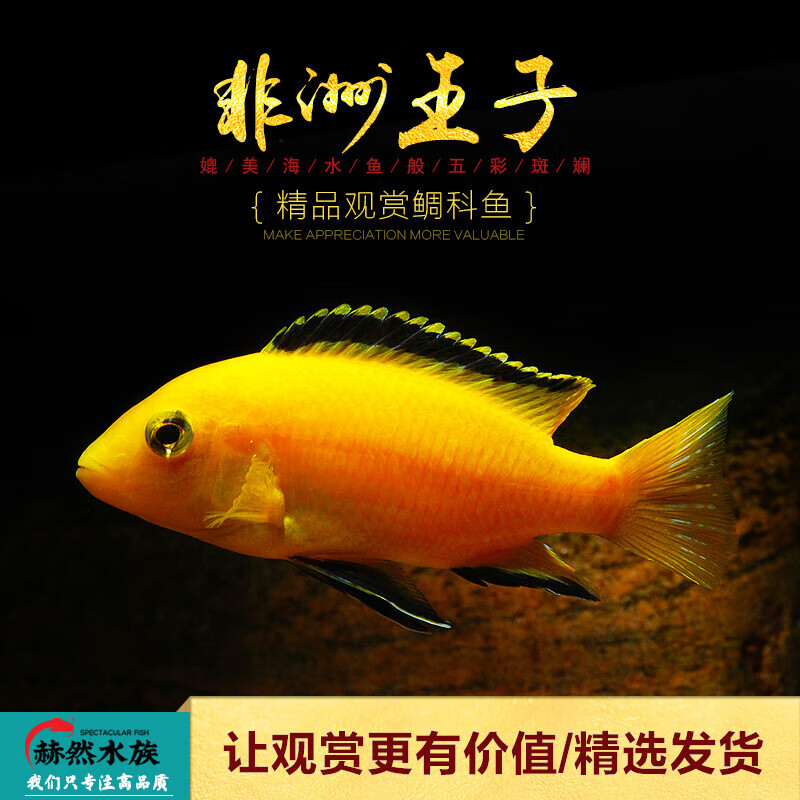 杂雕非洲闪电王子二线凤凰雪中红特蓝斑马雪雕活体雕鱼 非洲王子小号1