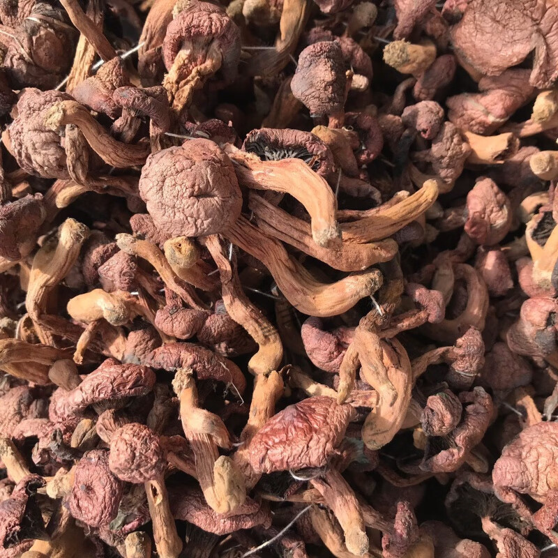 tlxt2023新承德红蘑菇钉整个穿串干货东北肉蘑小蘑菇头特产松伞蘑