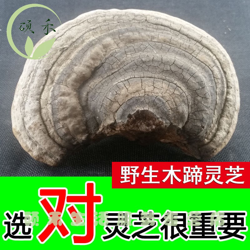 灵芝  山野灵芝木蹄灵芝木蹄层孔整枝正宗 木蹄层孔500克