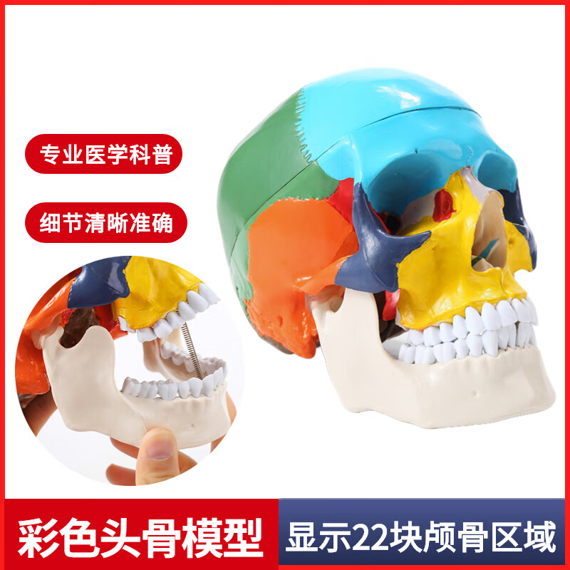 彩色人体头颅骨模型头骨色性分离模型 1:1仿真头骨模型附颈椎 自然大
