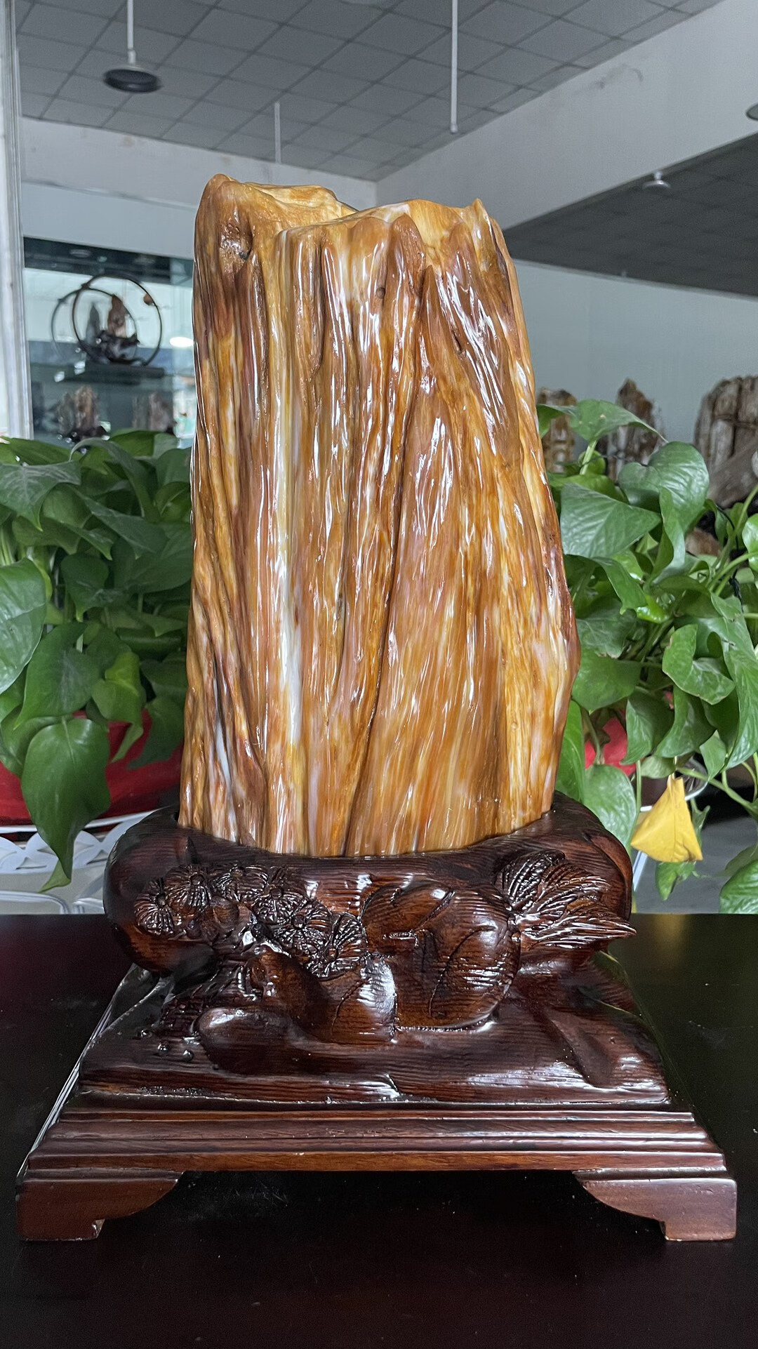 京语祥 树化玉客厅摆件冰种木化石硅化木原石观赏矿奇石 缅甸树化玉