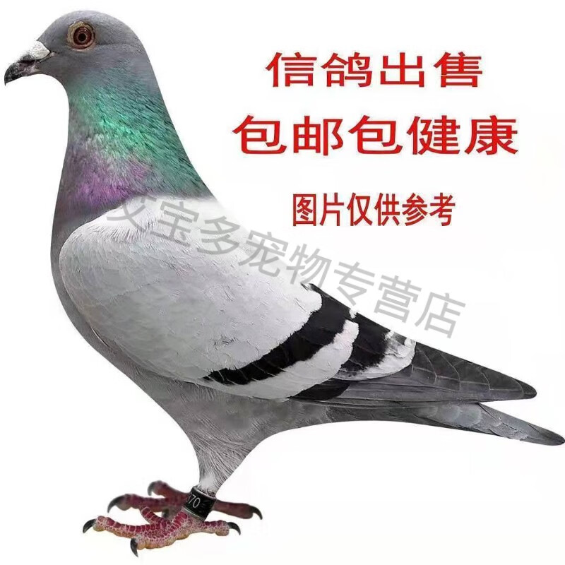 活体成绩血统幼鸽异色红降轮麒麟花种鸽一对鸽子活物一对 瓦灰青年
