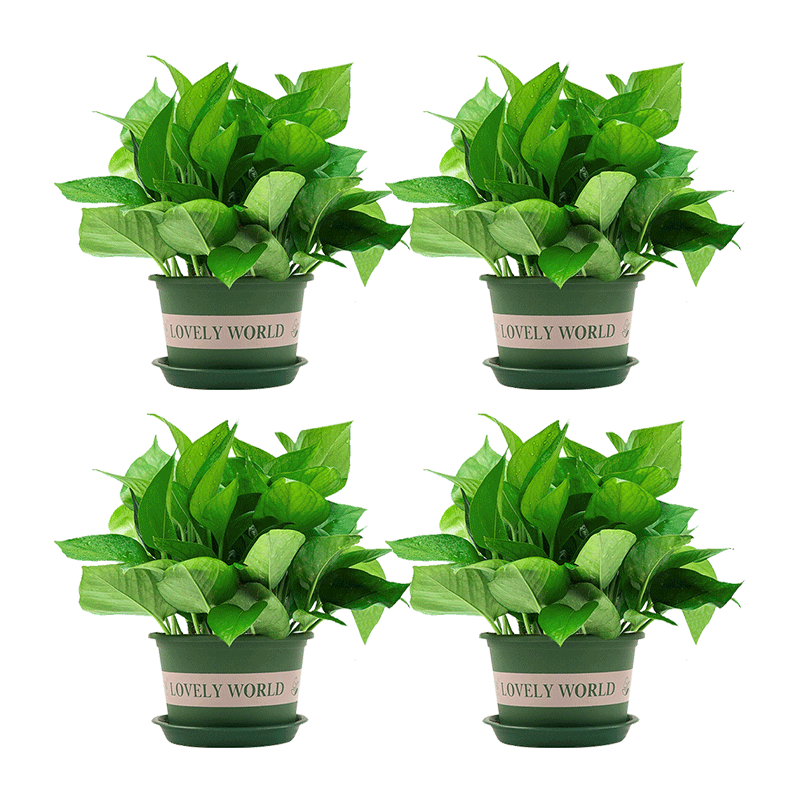 墨斗鱼：环保美观的绿植盆栽首选