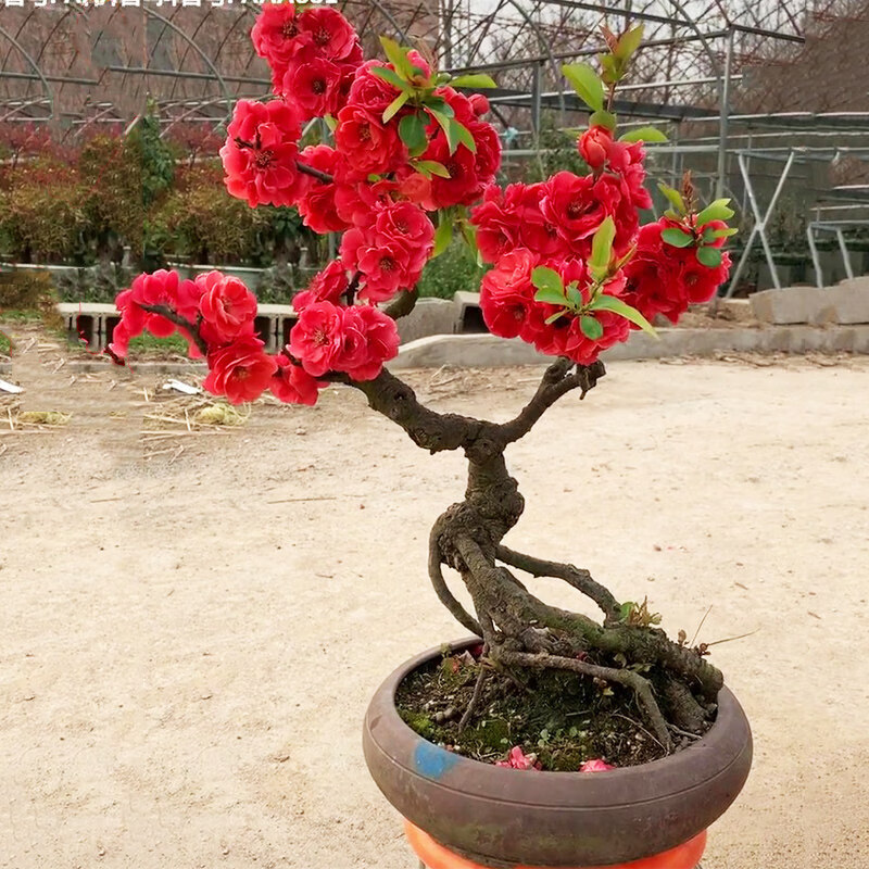 辉客映上海棠花苗盆栽树苗重瓣老桩庭院绿室内花卉四季开花好养 1火焰