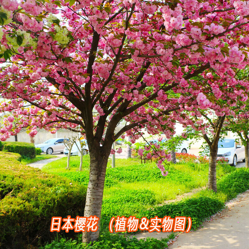 樱花树种子 樱花树种子 山樱花树种子 种籽 江户樱花