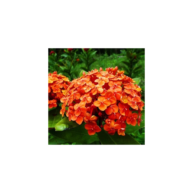 木本绣球花苗中华斗绣球树苗盆栽地栽植物楼顶阳四季开花 红色妖姬4年