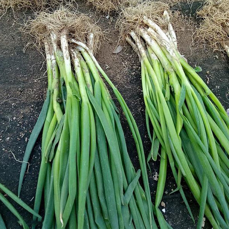 京诗悦东北新鲜小葱 农家蔬菜发芽葱白露葱香葱蘸酱菜斤1500g 1500g